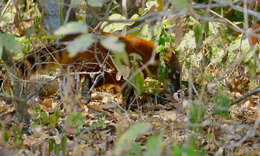 Image de Coati à queue annelée