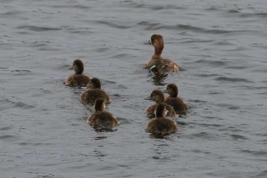 Image of Lesser Scaup