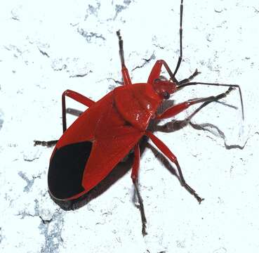 Image of red bugs