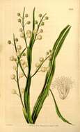 Image of Acacia willdenowiana H. L. Wendl.