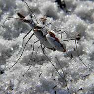 Image of Ellipsed-winged Tiger Beetles