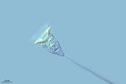 Image de Vorticella similis