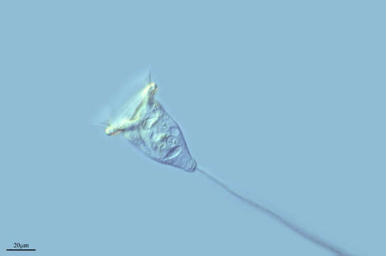 Image of Vorticella similis