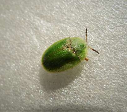 Image of thistle tortoise beetle