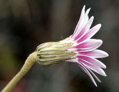 Image of woolly sunbonnets