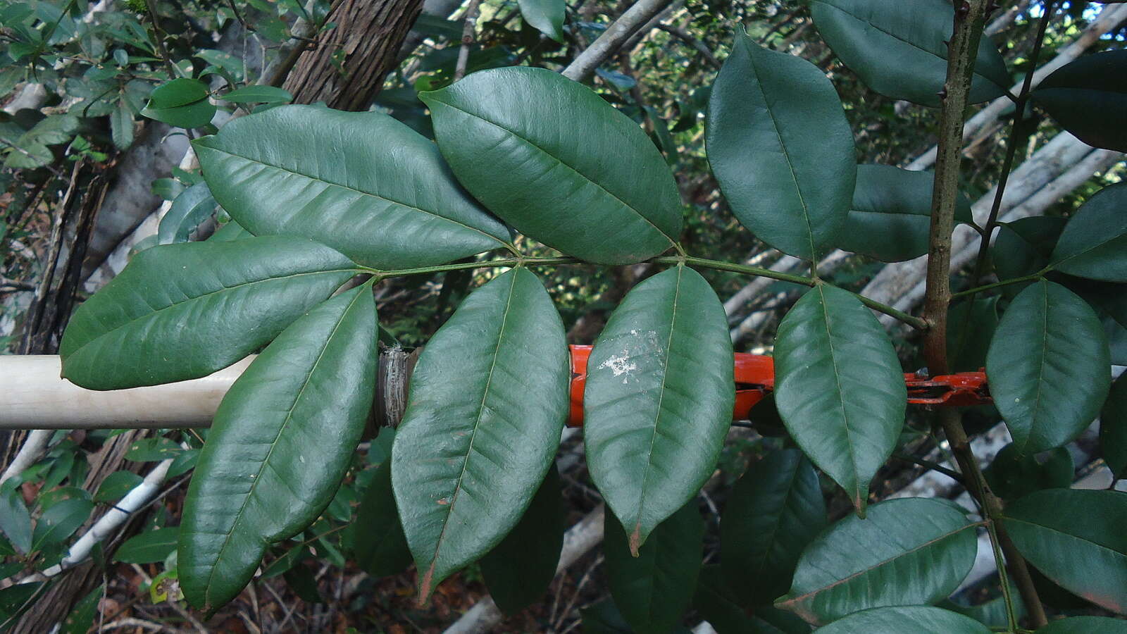 Image of Zanthoxylum tingoassuiba A. St.-Hil.