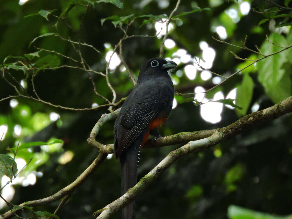 Image of Trogon Brisson 1760