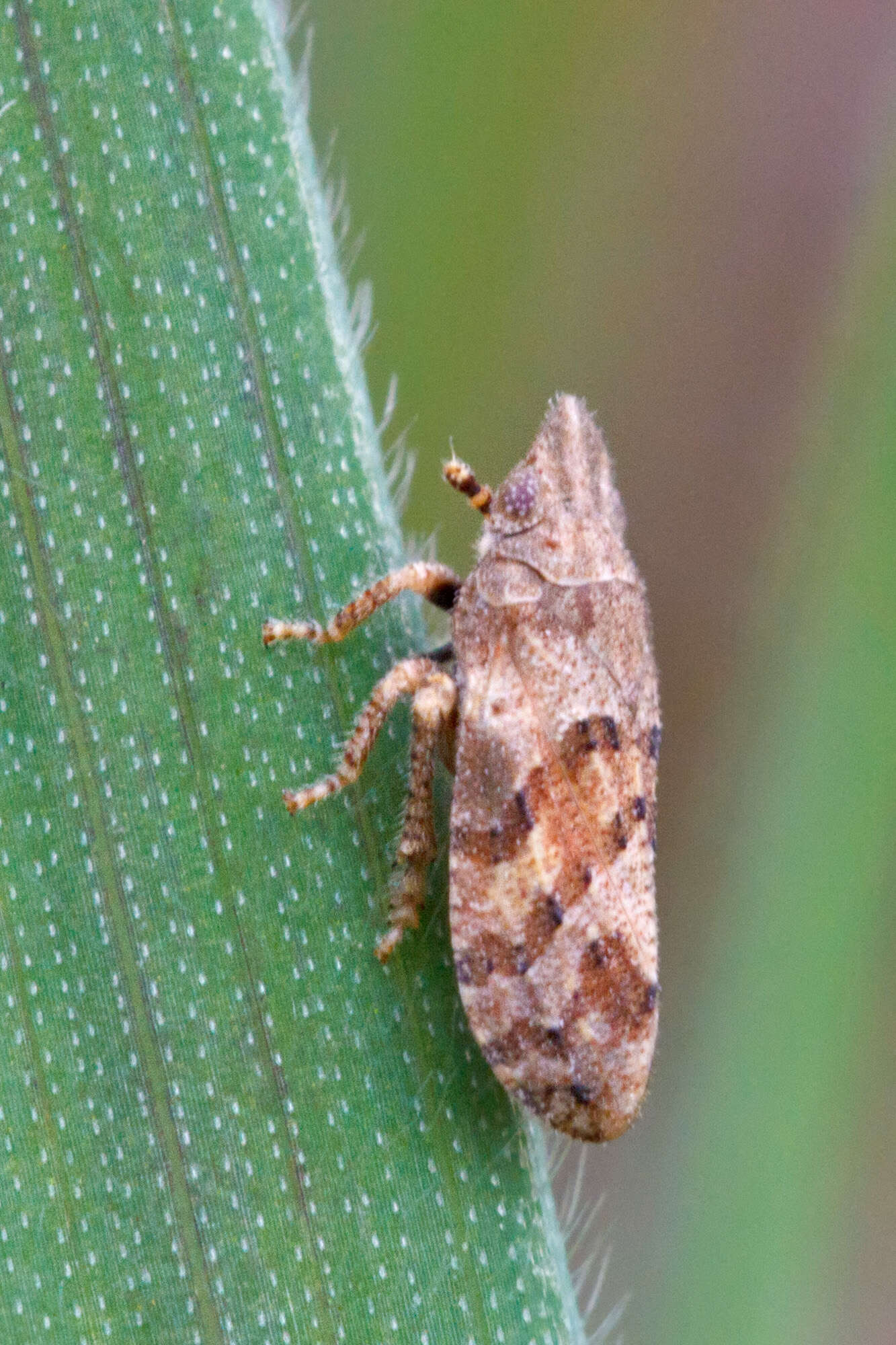 Image of Tettigometridae