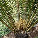 Слика од Encephalartos hildebrandtii A. Braun & C. D. Bouché