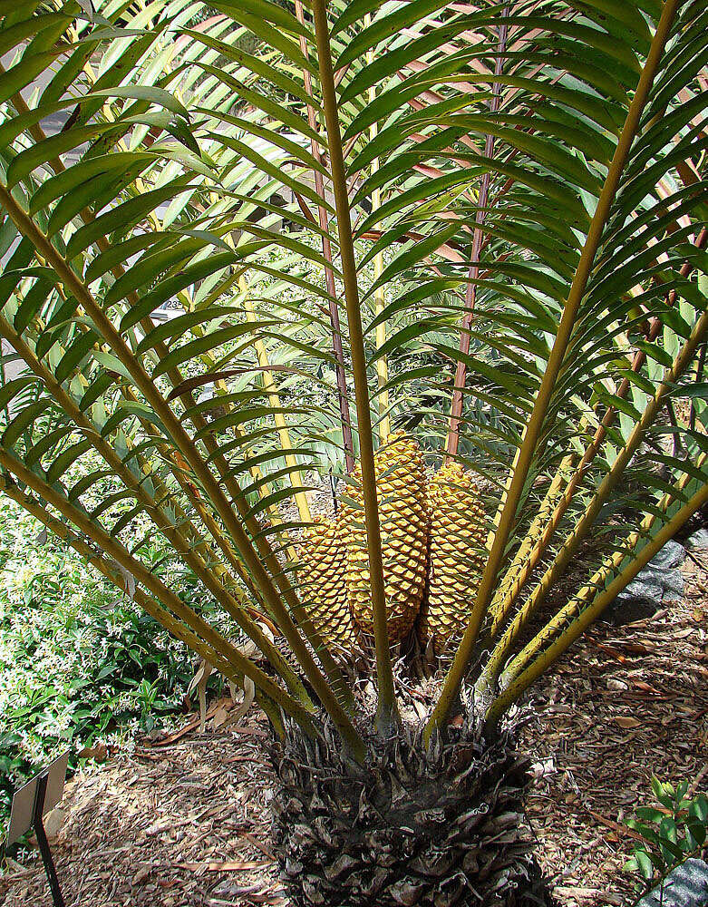 Image of bread tree