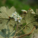 Image de Rubus pluribracteatus L. T. Lu & Boufford