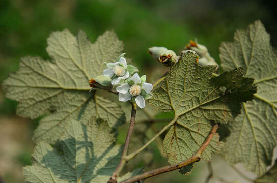 Image de Rubus pluribracteatus L. T. Lu & Boufford