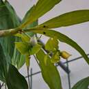 Cycnoches lehmannii Rchb. fil.的圖片