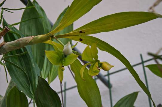 Cycnoches lehmannii Rchb. fil.的圖片