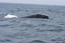 Image of Right whale