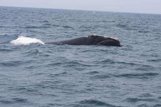 Image of Black Right Whale