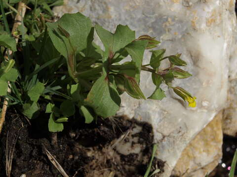 Plancia ëd Erythranthe nasuta (Greene) G. L. Nesom