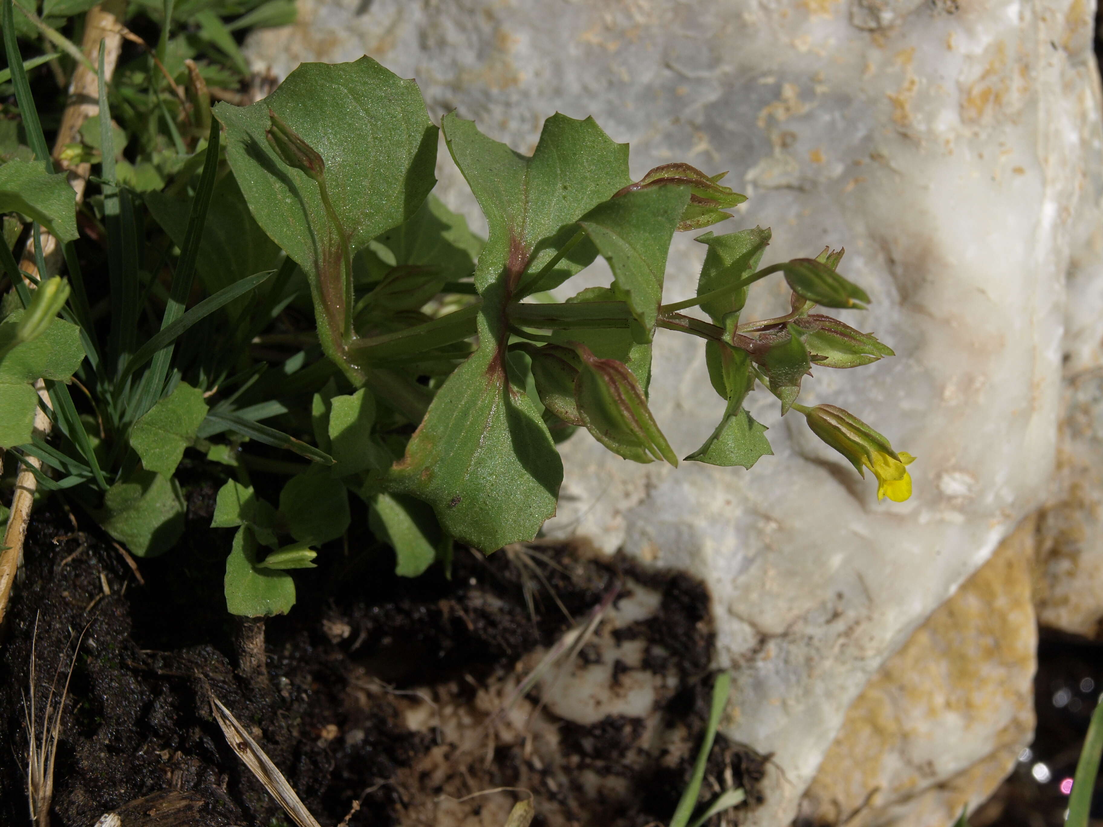 Слика од Erythranthe nasuta (Greene) G. L. Nesom