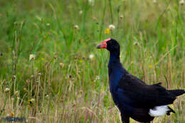 Image of Swamphen