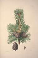 صورة Pinus cembra L.