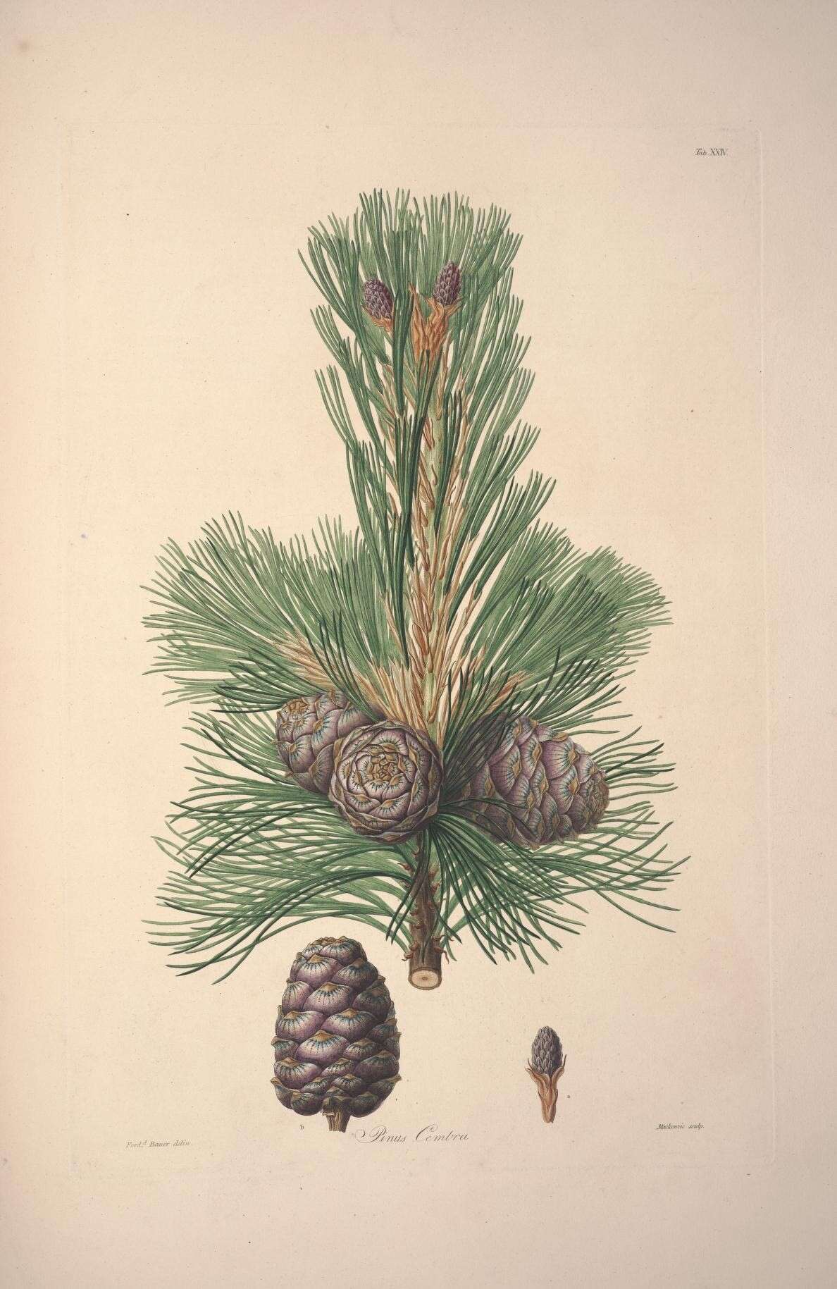 Image of Arolla Pine