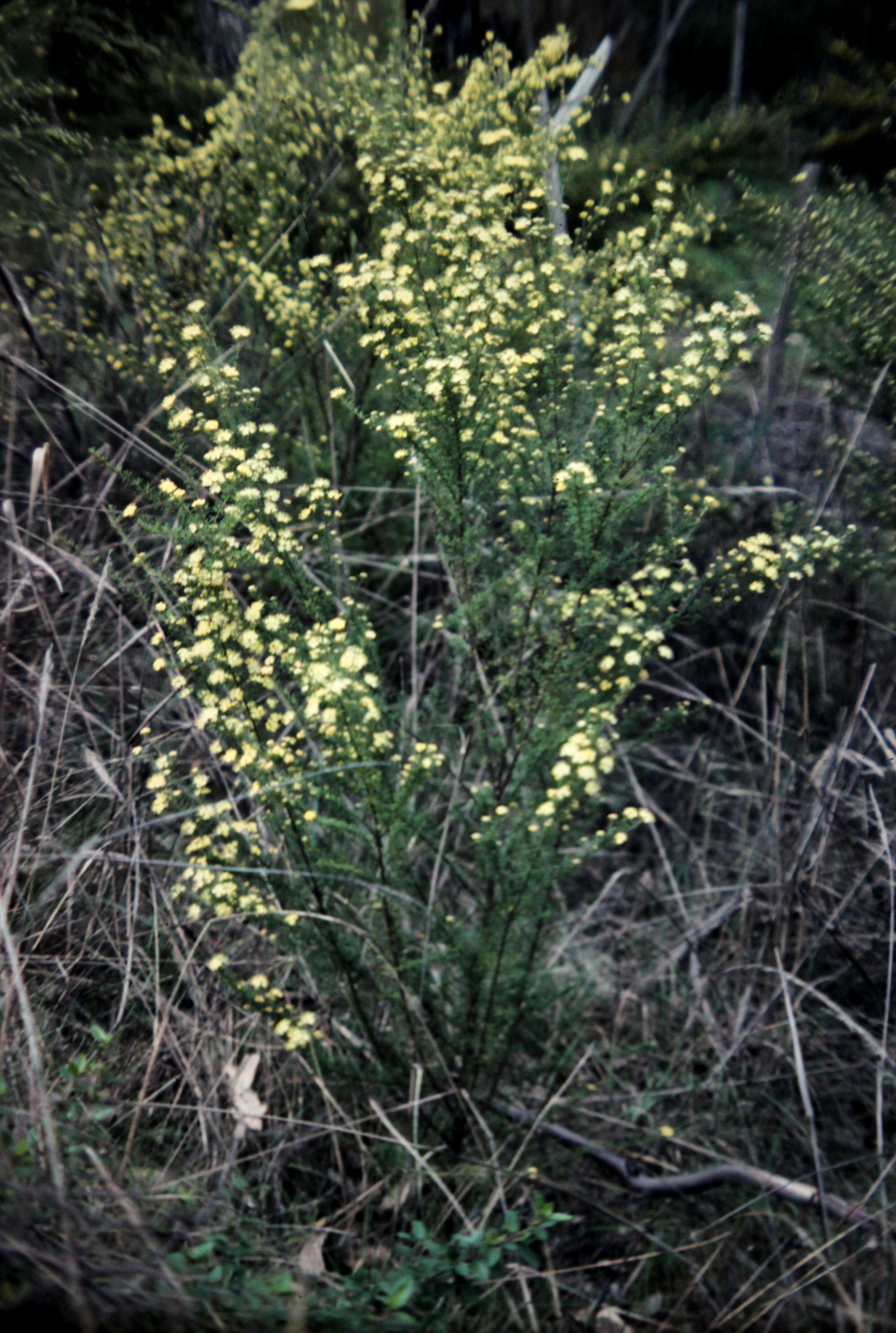 Image of Leionema rotundifolium (Endl.) Paul G. Wilson