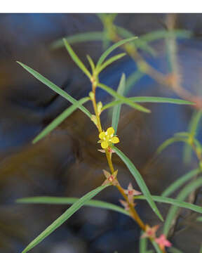 Image of primrose-willow