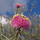 Image of Melaleuca nematophylla F. Müll. ex L. A. Craven