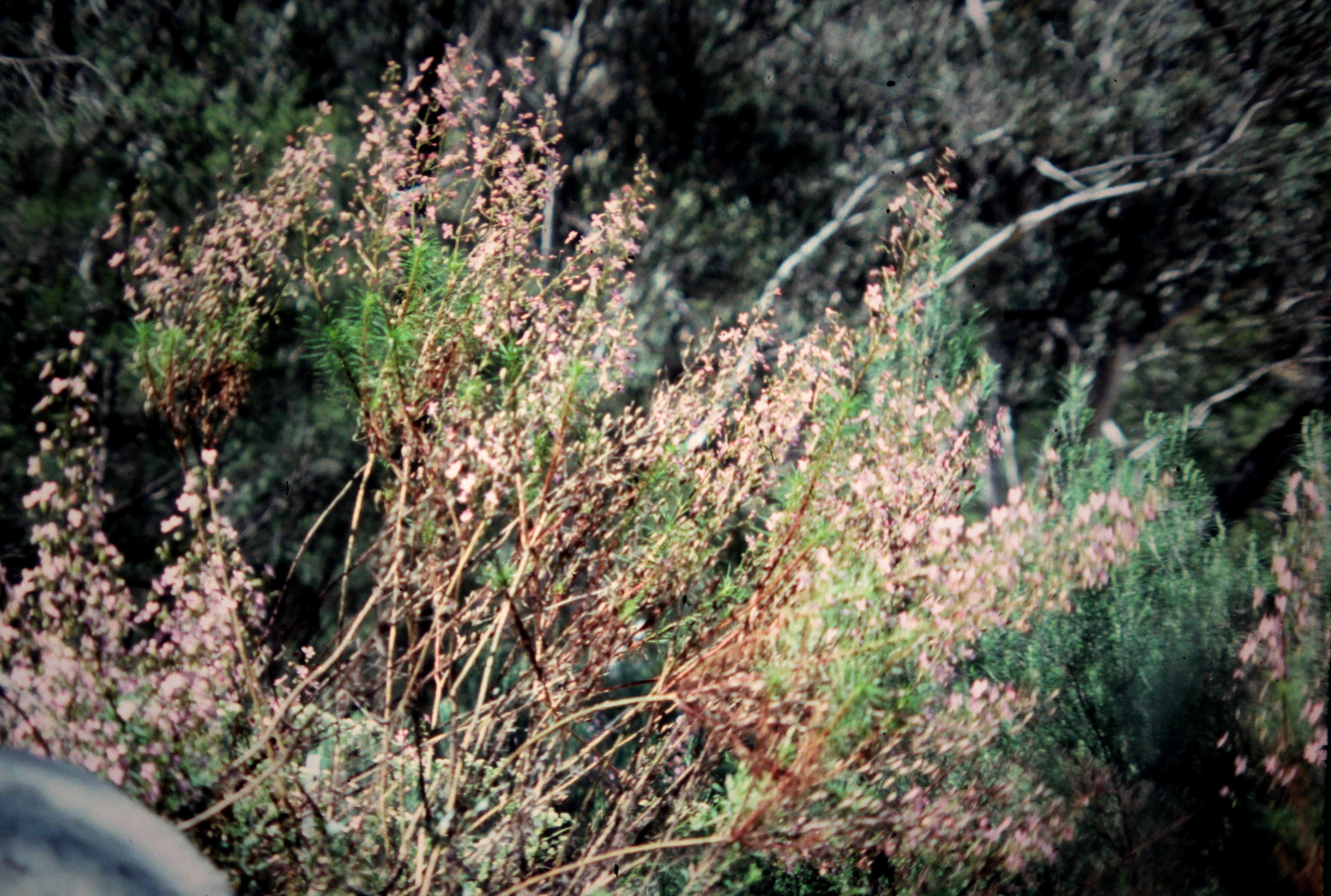 Image of Stylidium laricifolium Rich.