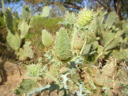 Image of southwestern pricklypoppy