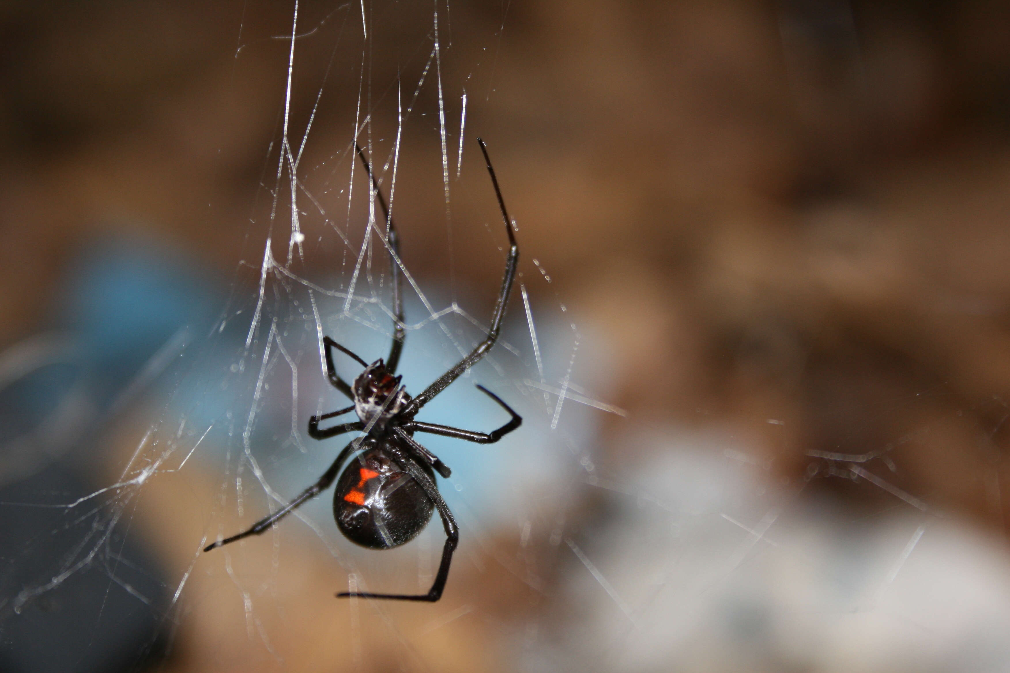 Image of Latrodectus