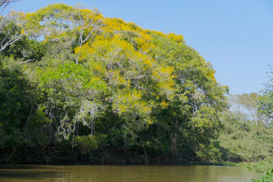 Image of Vochysia divergens Pohl