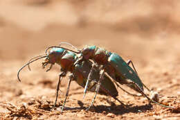 Image de Cicindela