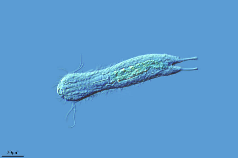 Image of gastrotrichs