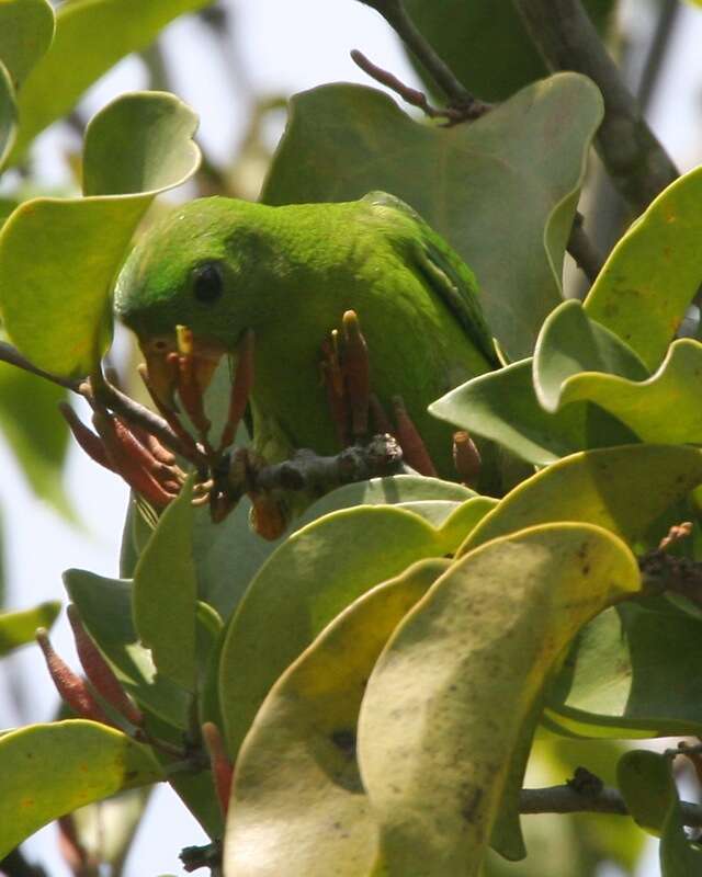 Image of Blue-crowned Hanging Parrot