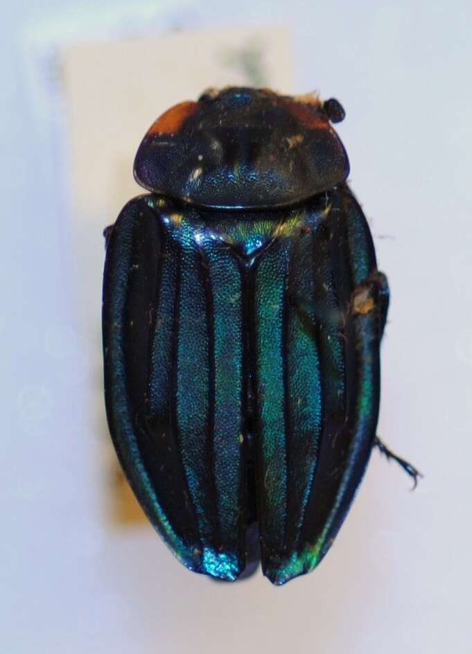 Image of Necrophila (Chrysosilpha) renatae (Portevin 1920)