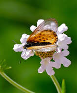 Image of Garden Acraea