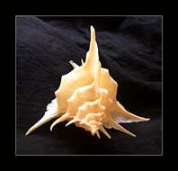 Image of abyssal murex