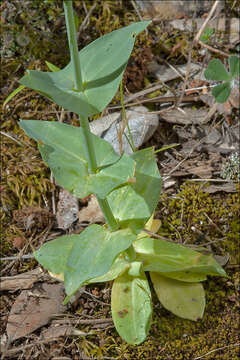 Imagem de Blackstonia perfoliata (L.) Hudson