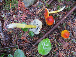 Image de Hygrocybe