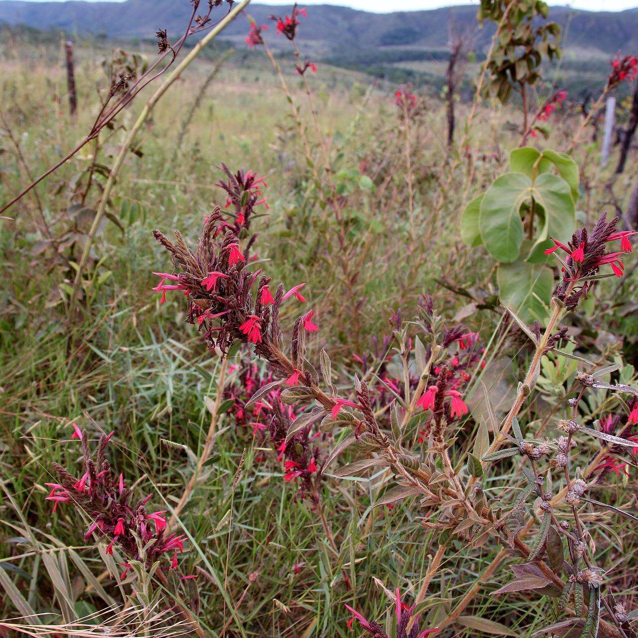 Image of Justicia sericographis (Nees) Grah.