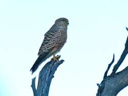 Image of Greater Kestrel