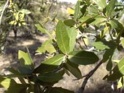 Image of Emory Oak