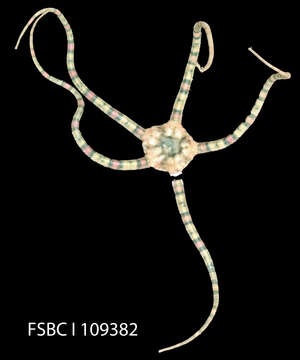 Image of Short-spined brittle star