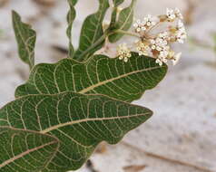 Image of milkweed