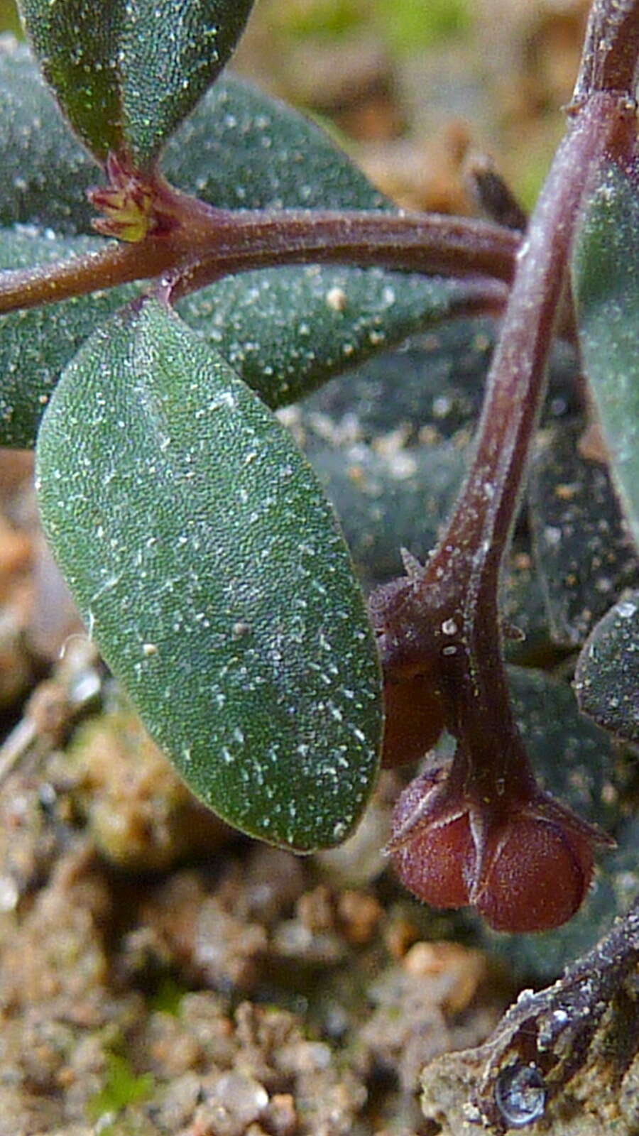 Spigelia genuflexa Popovkin & Struwe的圖片