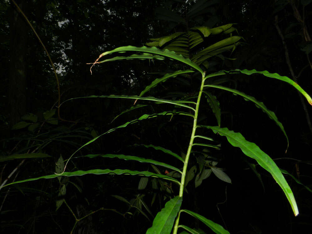 Image of Costus stenophyllus Standl. & L. O. Williams