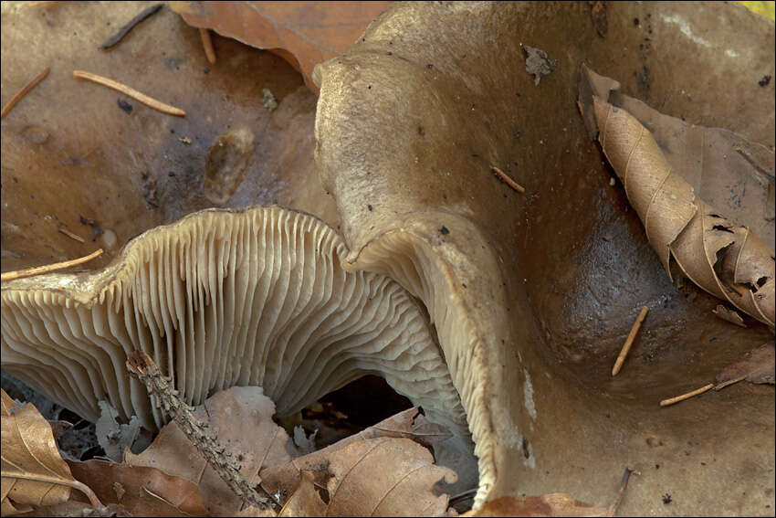 Image of Russula adusta (Pers.) Fr. 1838