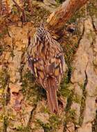 Image of treecreepers