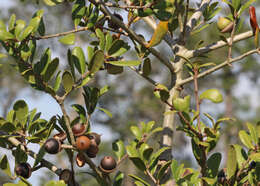 Слика од Quercus myrtifolia Willd.